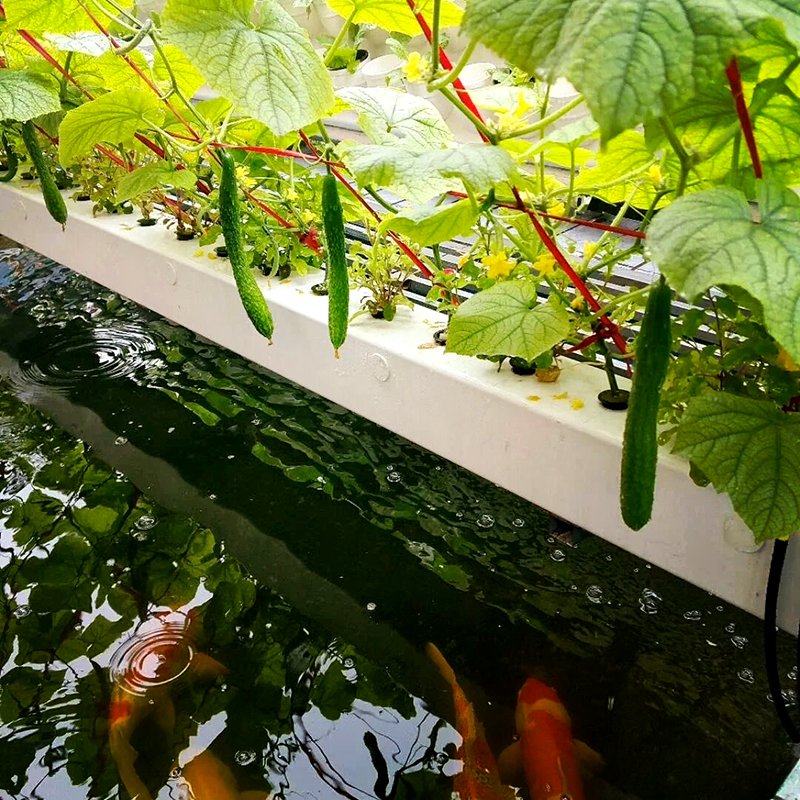 汉中市智慧农业鱼菜共生 - 价格